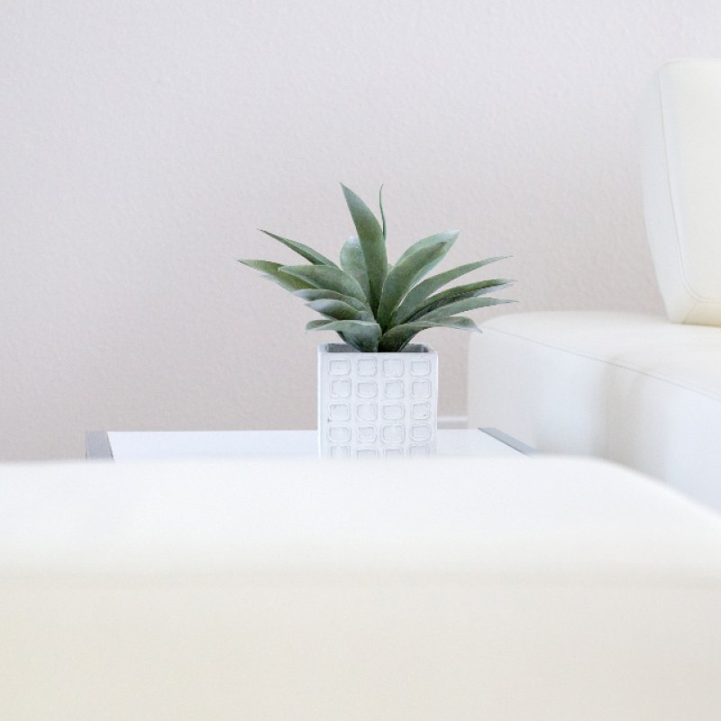 Indoor Plant with Ceramic Pot